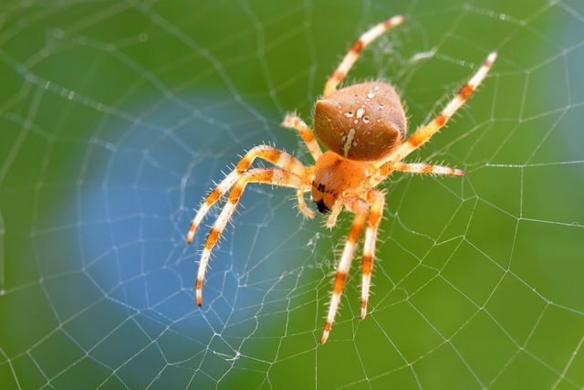 Professional pest control